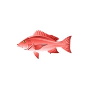 Red Snapper